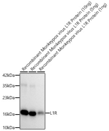 L1R Rabbit Polyclonal Antibody