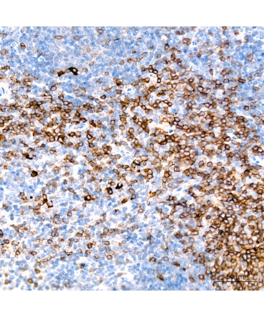 CD3E Rabbit Polyclonal Antibody