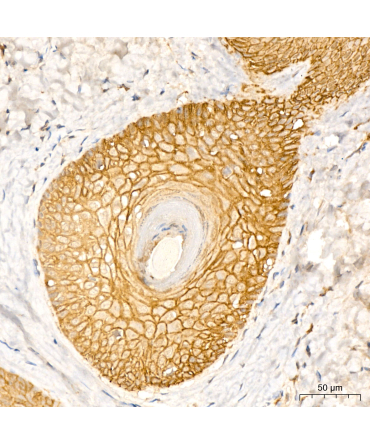 AQP3 Rabbit Polyclonal Antibody