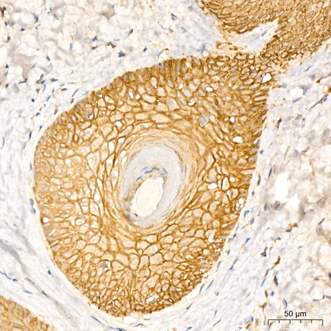 AQP3 Rabbit Polyclonal Antibody