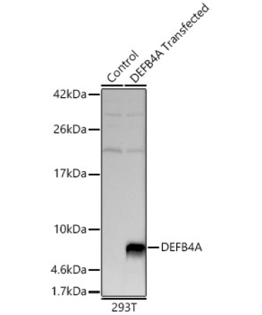 DEFB4A Rabbit Polyclonal Antibody