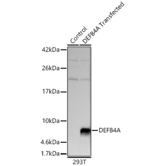 DEFB4A Rabbit Polyclonal Antibody