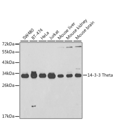 14-3-3 Theta Rabbit Polyclonal Antibody