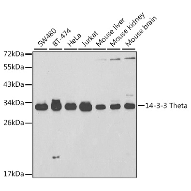 14-3-3 Theta Rabbit Polyclonal Antibody
