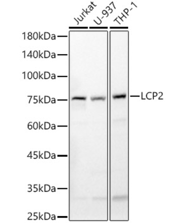 LCP2 Rabbit Polyclonal Antibody