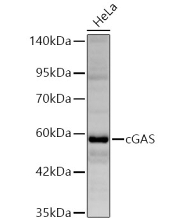 cGAS Rabbit Polyclonal Antibody