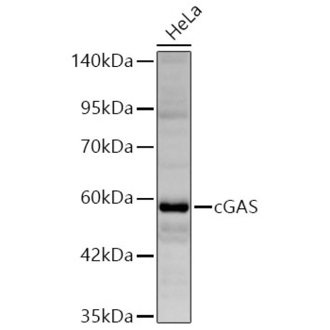 cGAS Rabbit Polyclonal Antibody