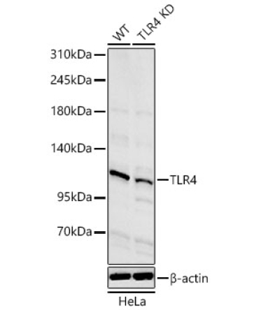 TLR4 Rabbit Polyclonal Antibody [KD Validated]