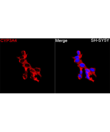 CYP3A4 Rabbit Polyclonal Antibody