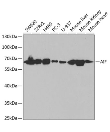 AIF Rabbit Polyclonal Antibody [KO Validated]