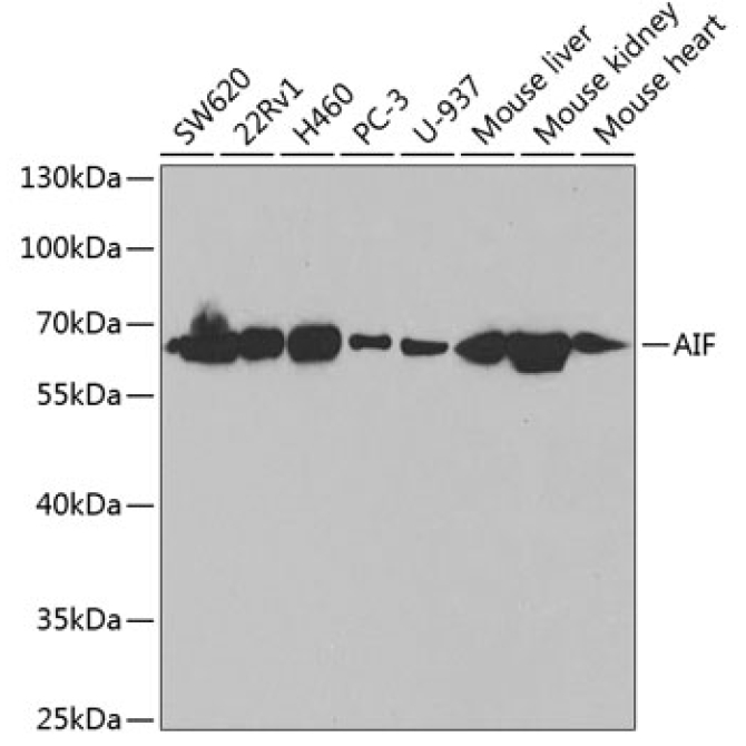AIF Rabbit Polyclonal Antibody [KO Validated]