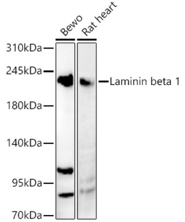 Laminin beta 1 Rabbit Polyclonal Antibody
