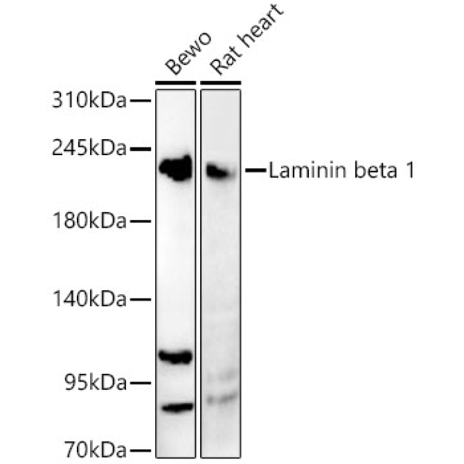 Laminin beta 1 Rabbit Polyclonal Antibody