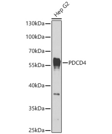 PDCD4 Rabbit Polyclonal Antibody [KO Validated]