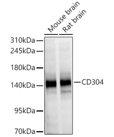 CD304 Rabbit Polyclonal Antibody