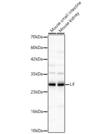 Lif Rabbit Polyclonal Antibody
