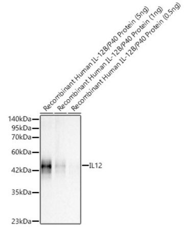 IL12 Rabbit Polyclonal Antibody