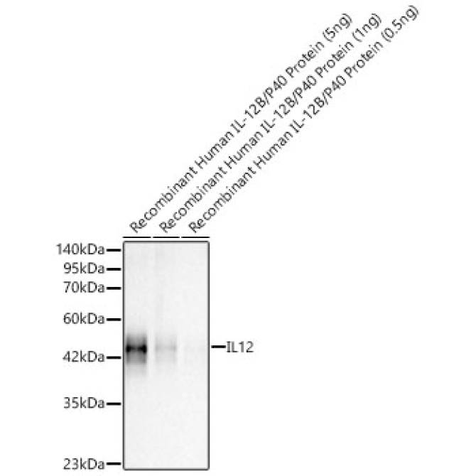 IL12 Rabbit Polyclonal Antibody