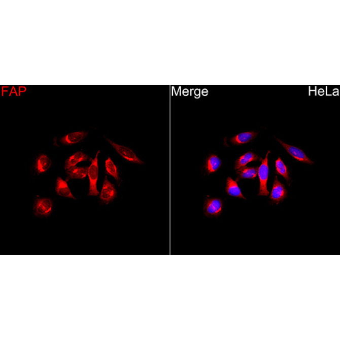 FAP Rabbit Polyclonal Antibody