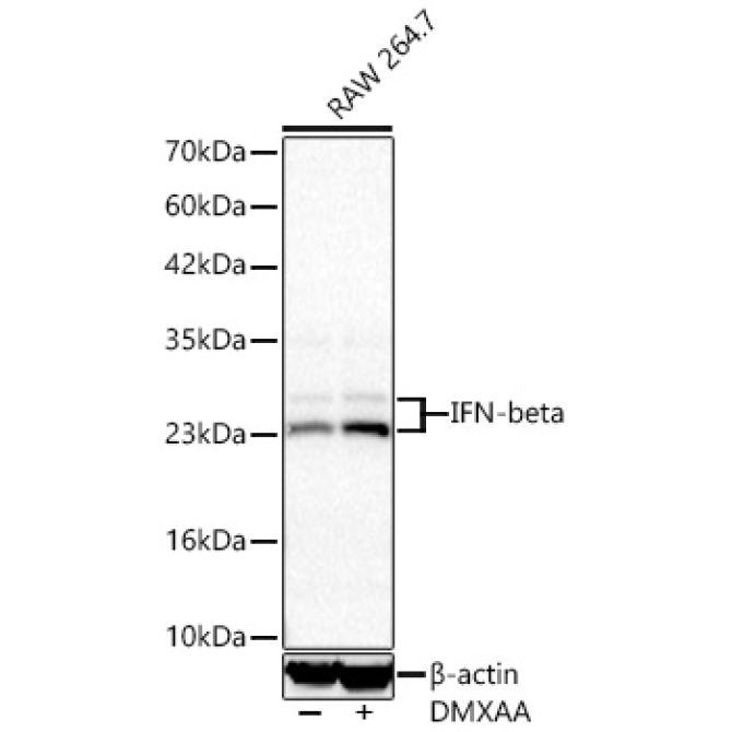 IFN-beta Rabbit Monoclonal Antibody