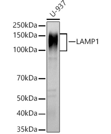 LAMP1 Rabbit Polyclonal Antibody