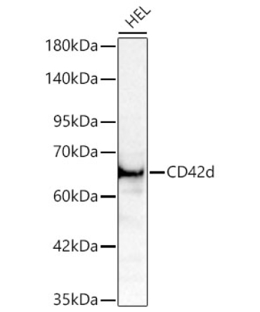 CD42d Rabbit Polyclonal Antibody