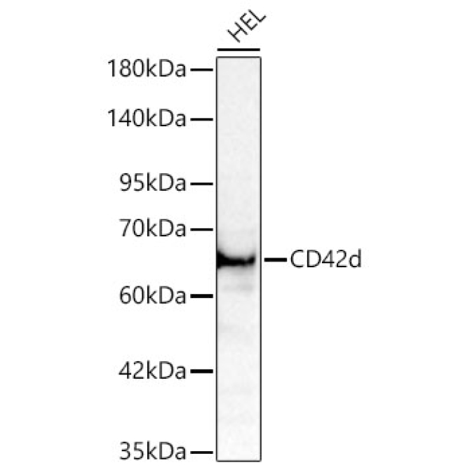 CD42d Rabbit Polyclonal Antibody