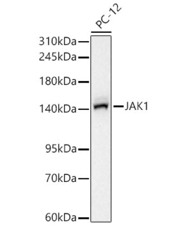 JAK1 Rabbit Monoclonal Antibody