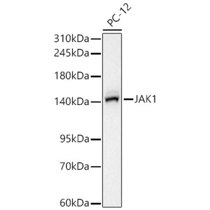 JAK1 Rabbit Monoclonal Antibody