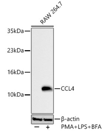 CCL4 Rabbit Polyclonal Antibody