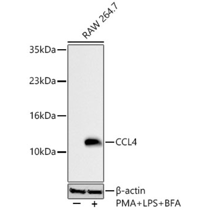 CCL4 Rabbit Polyclonal Antibody