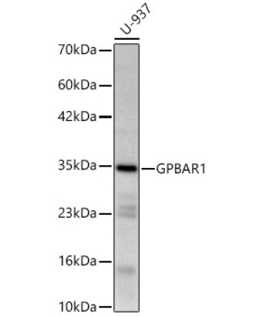 GPBAR1 Rabbit Polyclonal Antibody