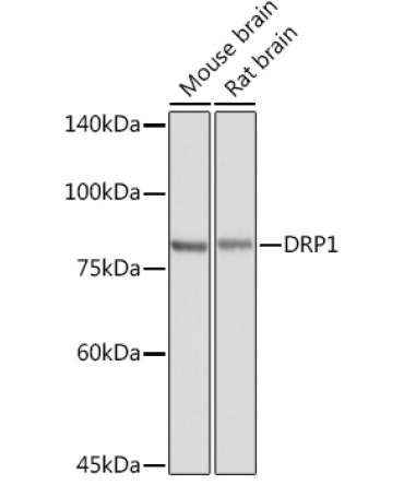 DRP1 Rabbit Polyclonal Antibody