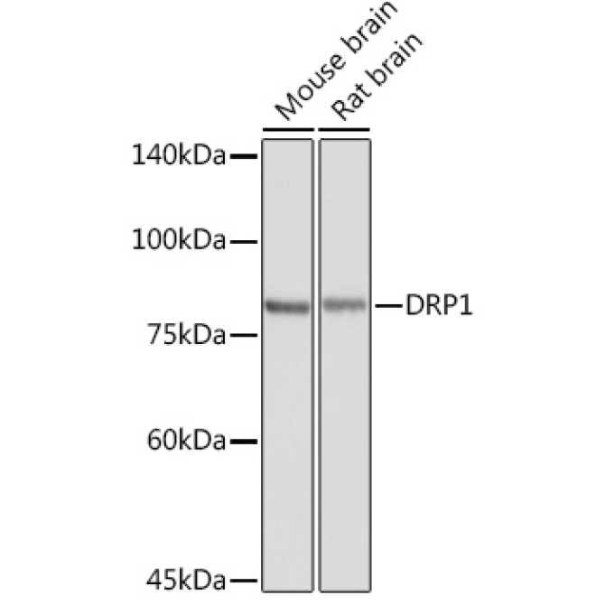 DRP1 Rabbit Polyclonal Antibody