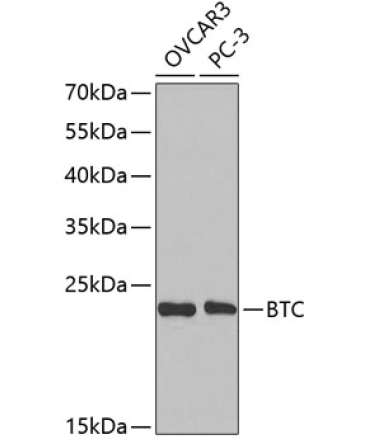 BTC Rabbit Polyclonal Antibody