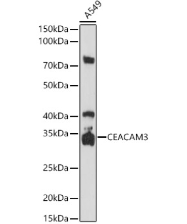 CD66d/CEACAM3 Rabbit Polyclonal Antibody
