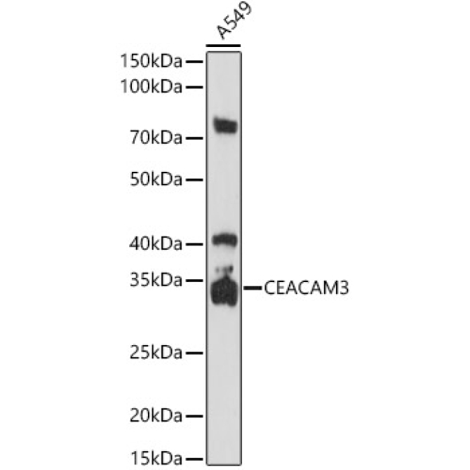 CD66d/CEACAM3 Rabbit Polyclonal Antibody