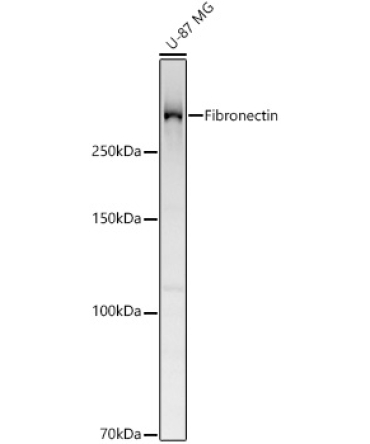 Fibronectin Rabbit Polyclonal Antibody