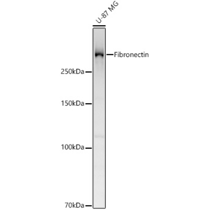 Fibronectin Rabbit Polyclonal Antibody