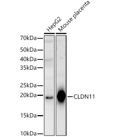CLDN11 Rabbit Polyclonal Antibody
