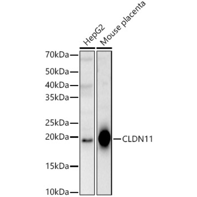CLDN11 Rabbit Polyclonal Antibody