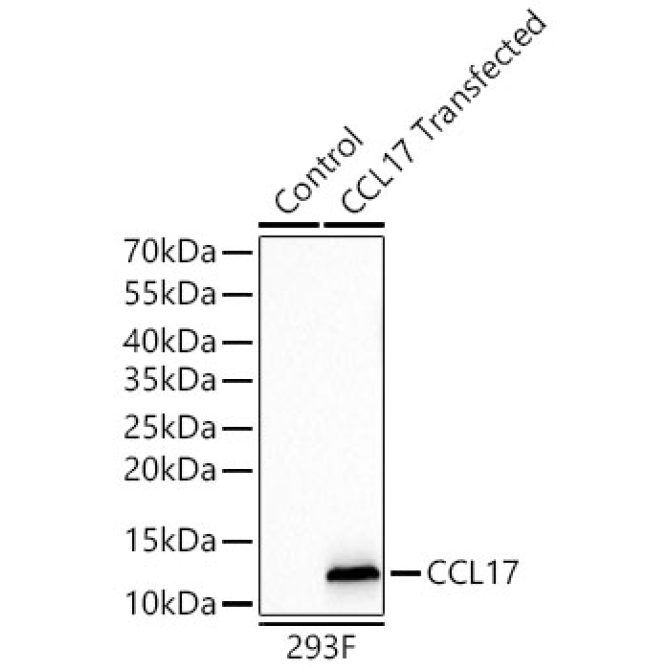 CCL17 Rabbit Monoclonal Antibody