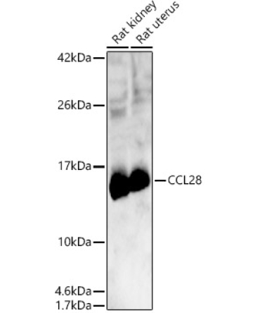 CCL28 Rabbit Polyclonal Antibody