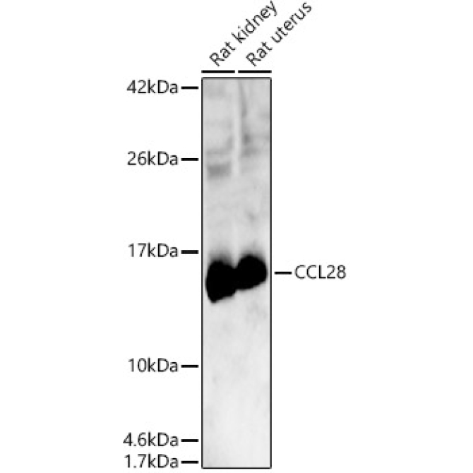 CCL28 Rabbit Polyclonal Antibody