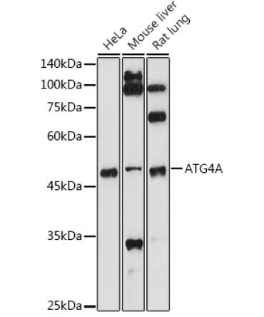 ATG4A Rabbit Polyclonal Antibody