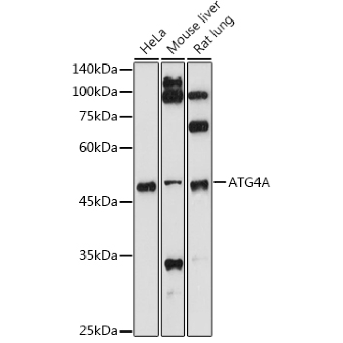 ATG4A Rabbit Polyclonal Antibody