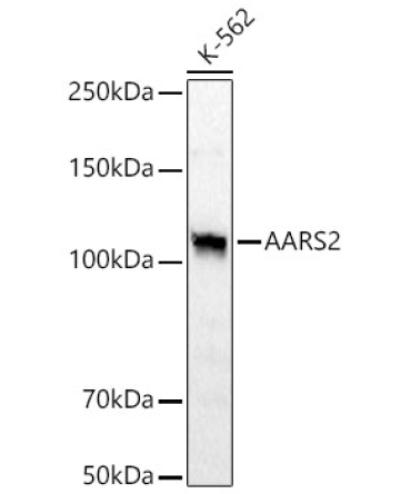 AARS2 Rabbit Polyclonal Antibody [KD Validated]