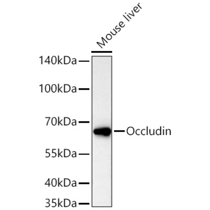 Occludin Rabbit Polyclonal Antibody