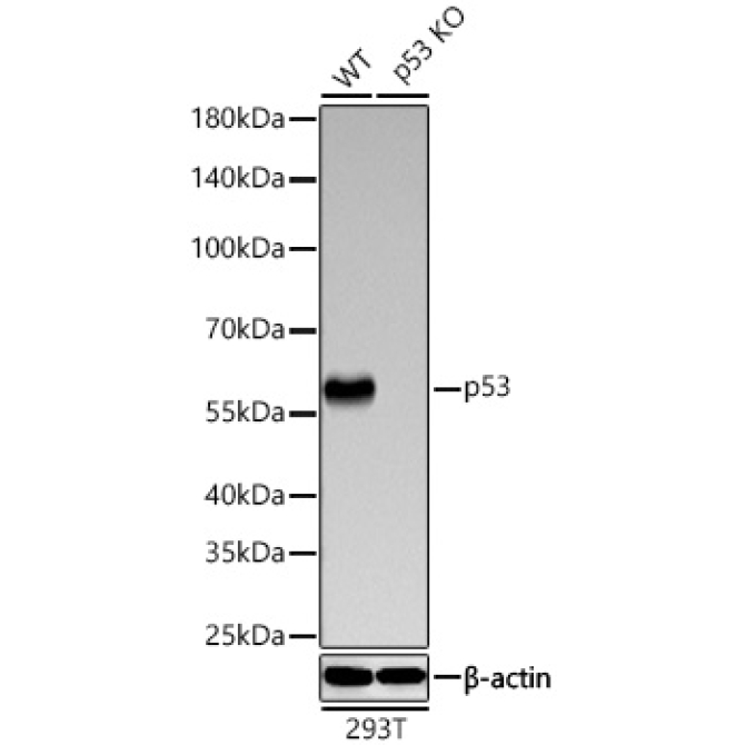 p53 Rabbit PolyMonoclonal Antibody [KO Validated]?