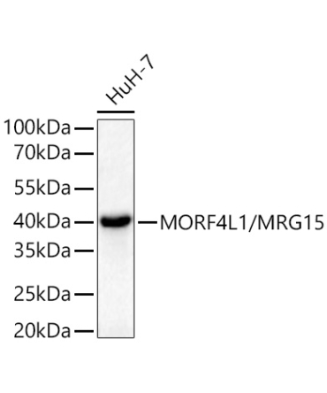 MORF4L1/MRG15 Rabbit Polyclonal Antibody